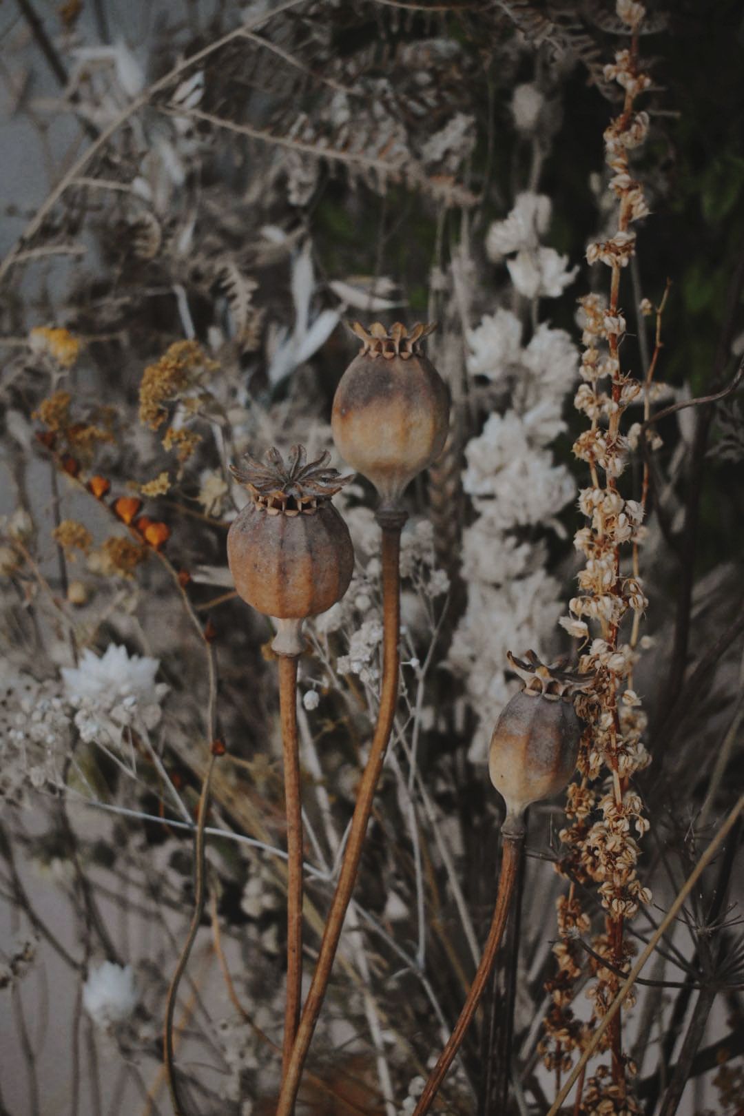 How to care for your dried flowers - the quietly wild store